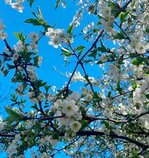 Алтын Каргалы